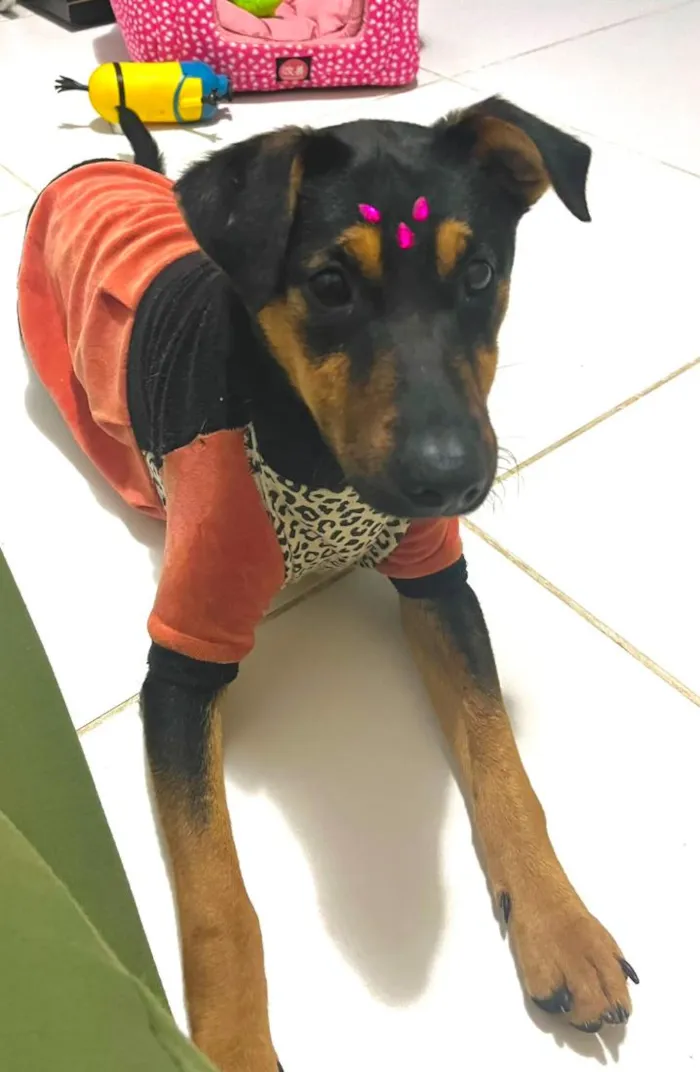 Cachorro raça SRD-ViraLata idade 7 a 11 meses nome Nina filhotona