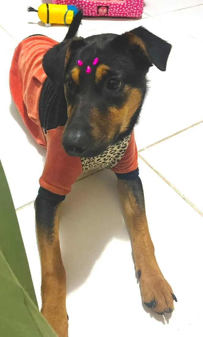 Cachorro raça SRD-ViraLata idade 7 a 11 meses nome Nina filhotona