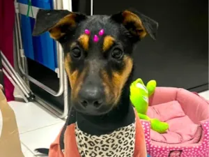 Cachorro raça SRD-ViraLata idade 7 a 11 meses nome Nina filhotona