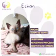 Ethan