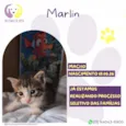 Marlin