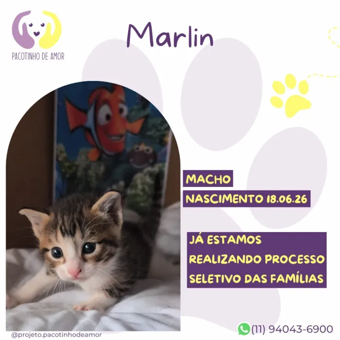 Gato raça SRD-ViraLata idade Abaixo de 2 meses nome Marlin