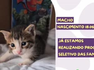 Gato raça SRD-ViraLata idade Abaixo de 2 meses nome Marlin