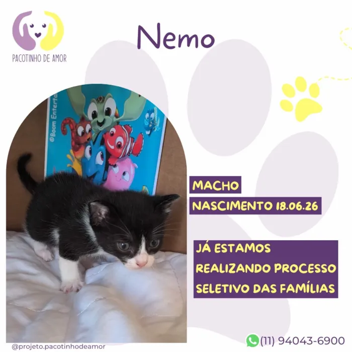 Gato raça SRD-ViraLata idade Abaixo de 2 meses nome Nemo