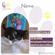 Nemo