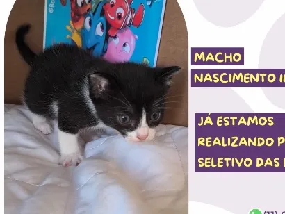 Gato raça SRD-ViraLata idade Abaixo de 2 meses nome Nemo