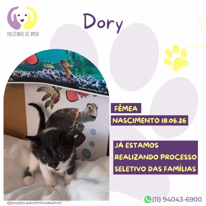 Gato raça SRD-ViraLata idade Abaixo de 2 meses nome Dory
