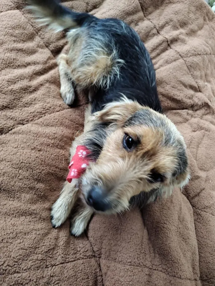 Cachorro raça SRD-ViraLata idade 2 anos nome mãe e filho adoção conjunta 
