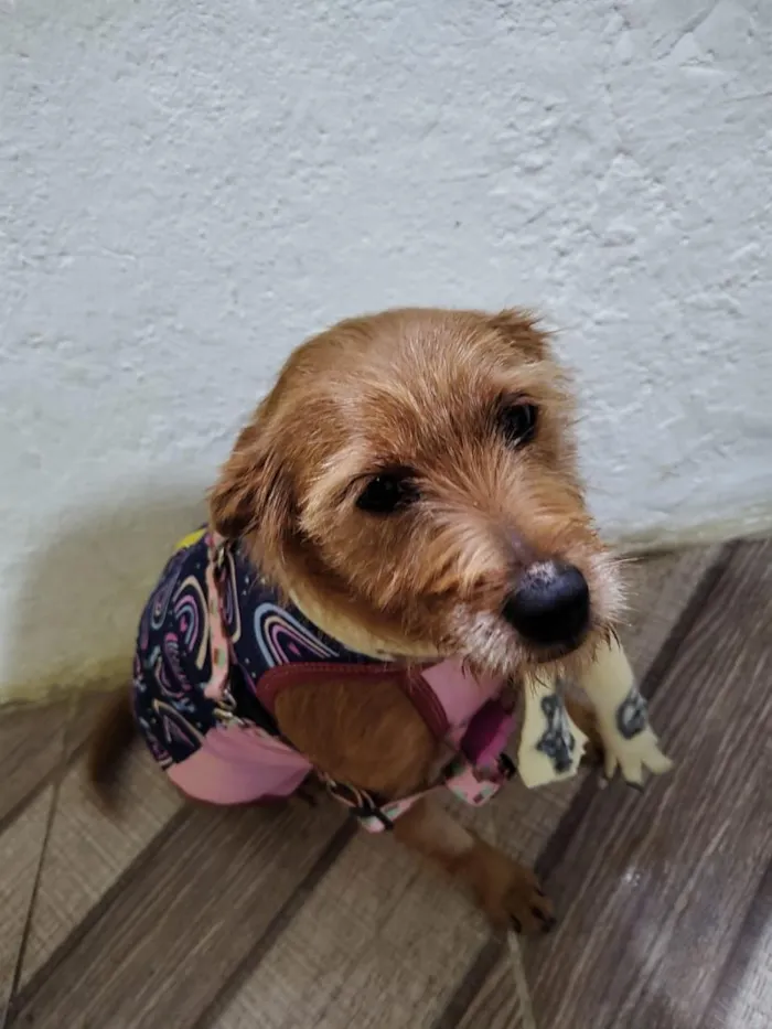 Cachorro raça SRD-ViraLata idade 2 anos nome mãe e filho adoção conjunta 