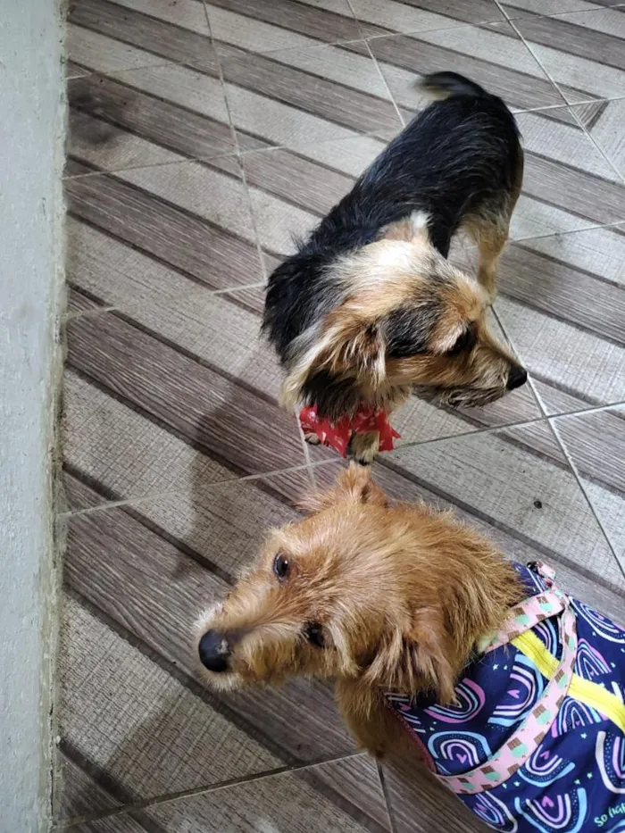 Cachorro raça SRD-ViraLata idade 2 anos nome mãe e filho adoção conjunta 