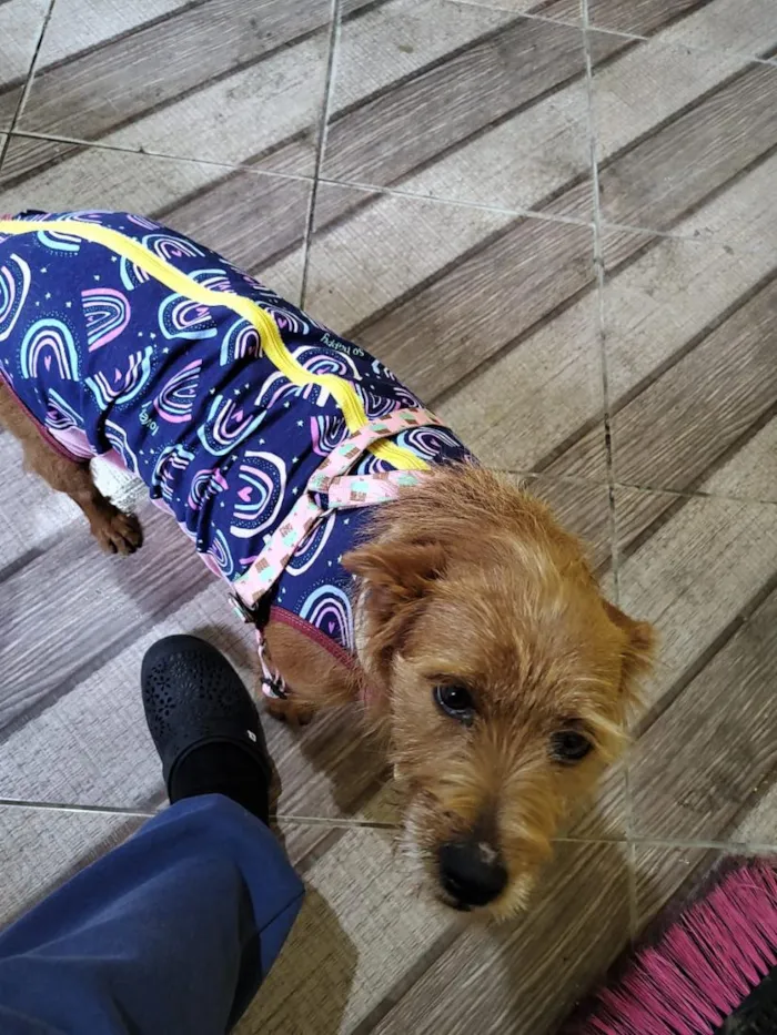 Cachorro raça SRD-ViraLata idade 2 anos nome mãe e filho adoção conjunta 