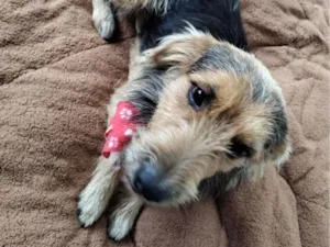 Cachorro raça SRD-ViraLata idade 2 anos nome mãe e filho adoção conjunta 