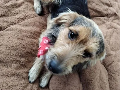 Cachorro raça SRD-ViraLata idade 2 anos nome mãe e filho adoção conjunta 