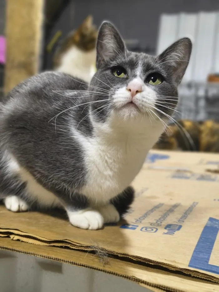 Gato raça SRD-ViraLata idade 1 ano nome Juma
