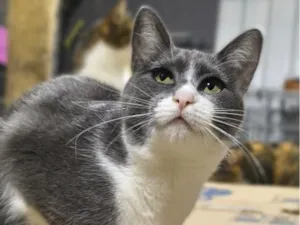 Gato raça SRD-ViraLata idade 1 ano nome Juma