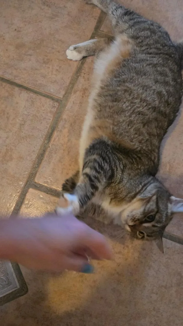 Gato raça SRD-ViraLata idade 2 anos nome tigrada adulta