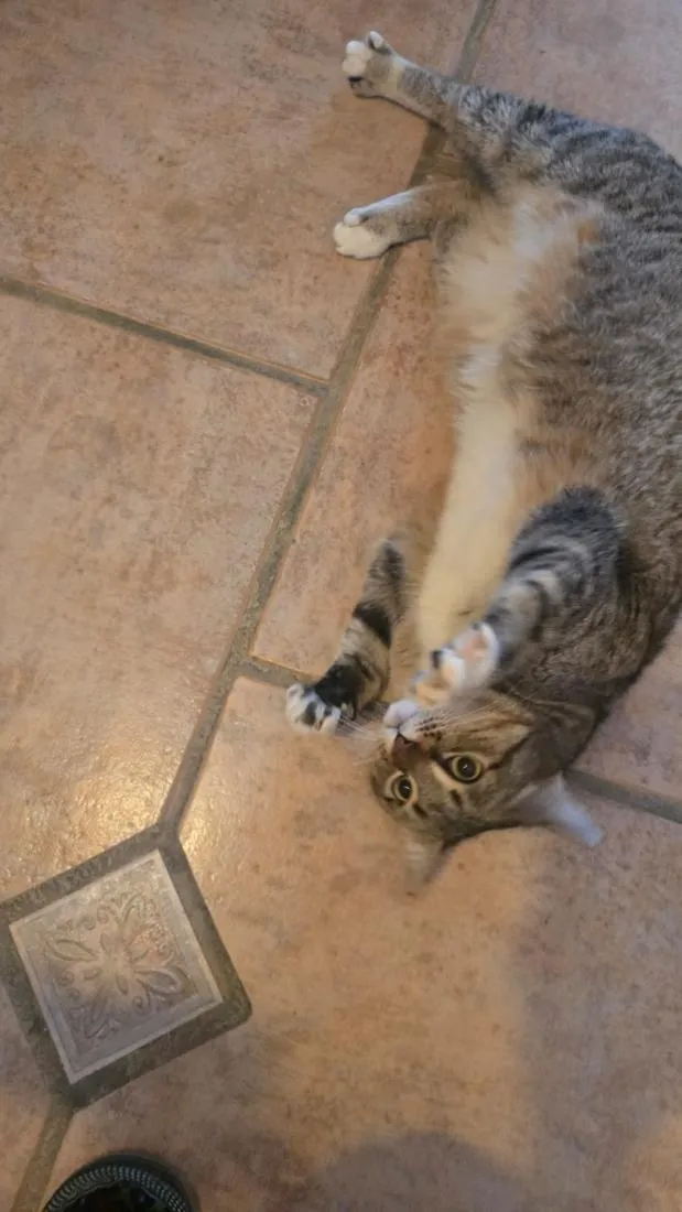 Gato raça SRD-ViraLata idade 2 anos nome tigrada adulta