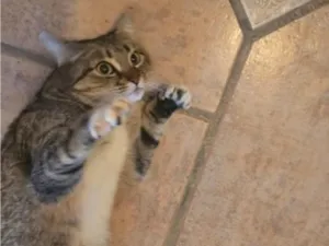 Gato raça SRD-ViraLata idade 2 anos nome tigrada adulta