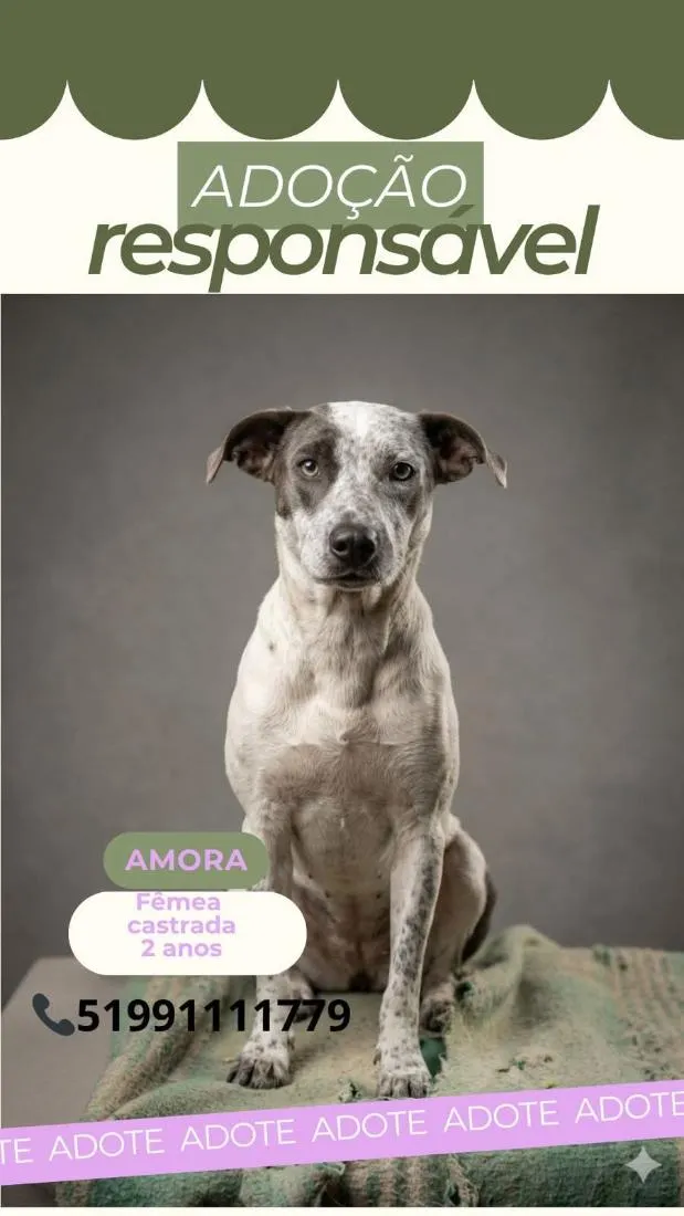 Cachorro raça SRD-ViraLata idade 2 anos nome Amora Olhos Azuis