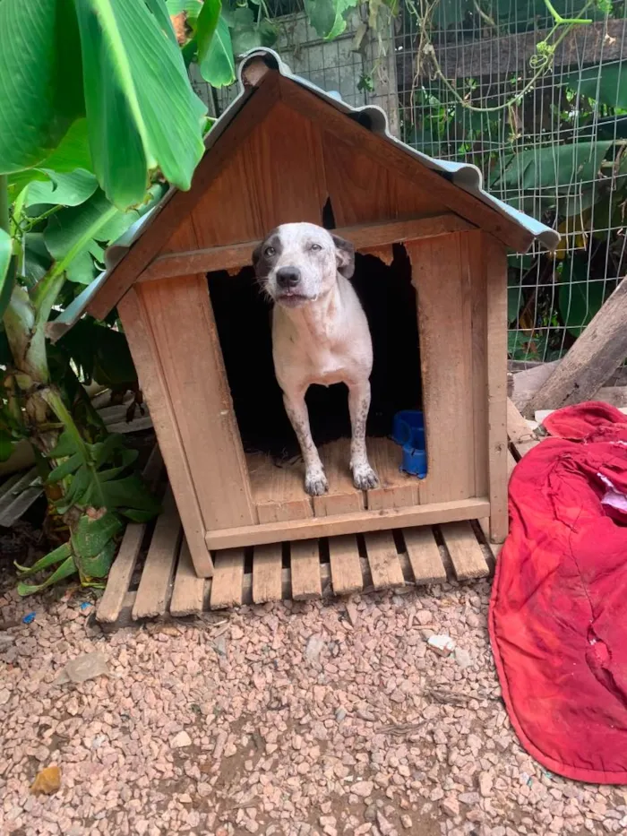 Cachorro raça SRD-ViraLata idade 2 anos nome Amora Olhos Azuis