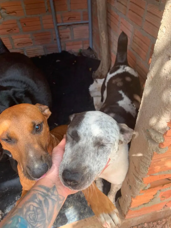 Cachorro raça SRD-ViraLata idade 2 anos nome Amora Olhos Azuis