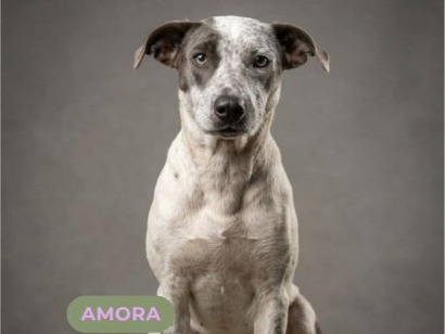 Amora Olhos Azuis - Porto Alegre