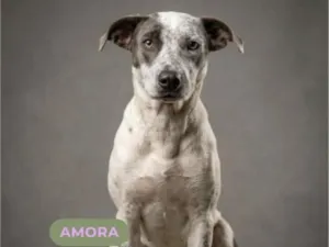 Cachorro raça SRD-ViraLata idade 2 anos nome Amora Olhos Azuis