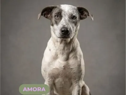 Cachorro raça SRD-ViraLata idade 2 anos nome Amora Olhos Azuis