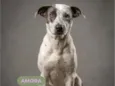 Amora Olhos Azuis