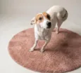 Amor Fêmea