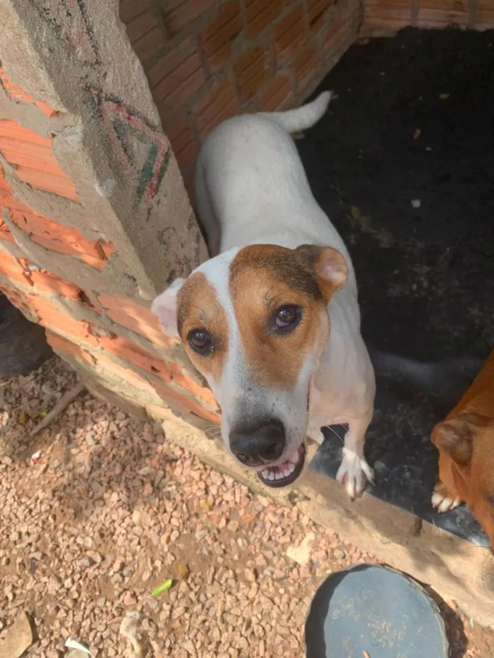 Cachorro raça SRD-ViraLata idade 2 anos nome Amor Fêmea 