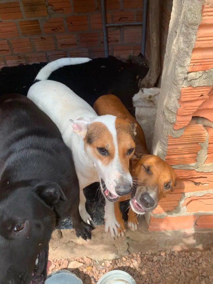Cachorro raça SRD-ViraLata idade 2 anos nome Amor Fêmea 