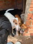 Amor Fêmea