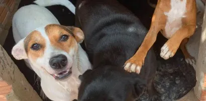 Cachorro raça SRD-ViraLata idade 2 anos nome Amor Fêmea 