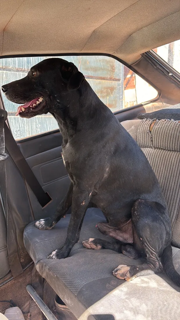 Cachorro raça SRD-ViraLata idade 4 anos nome Cookie