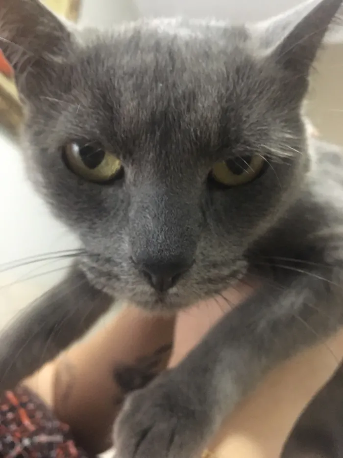 Gato raça SRD-ViraLata idade 6 ou mais anos nome Nina