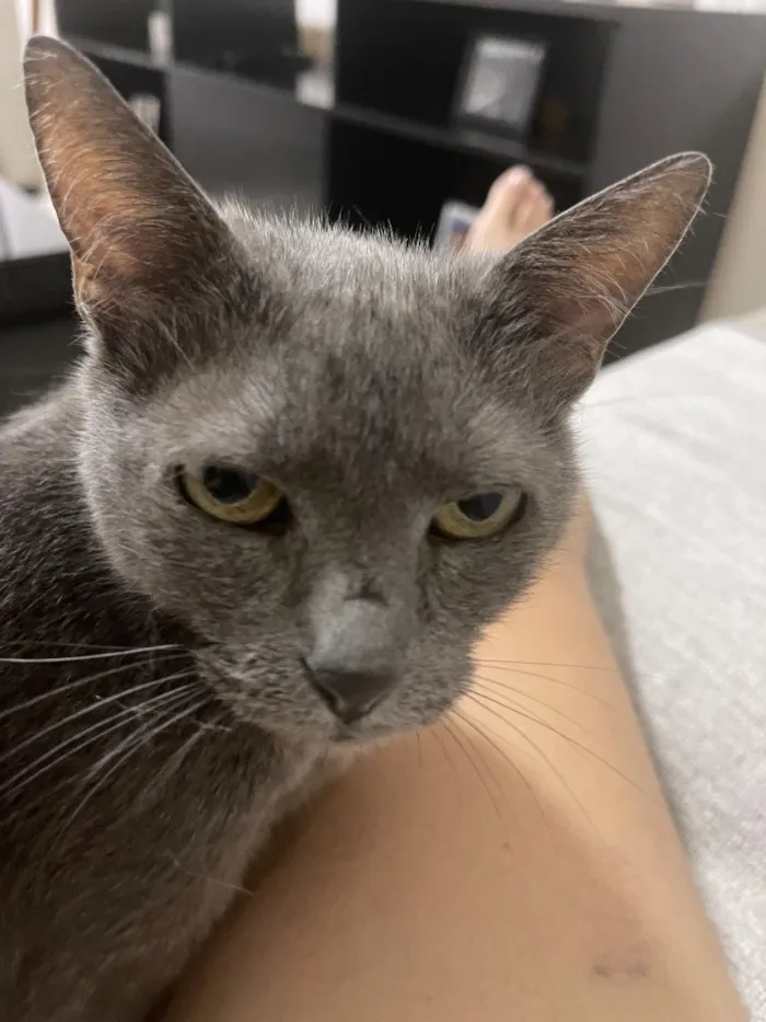 Gato raça SRD-ViraLata idade 6 ou mais anos nome Nina