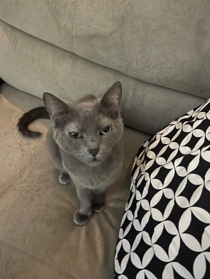Gato raça SRD-ViraLata idade 6 ou mais anos nome Nina