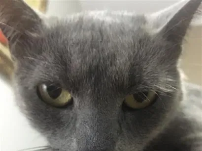 Gato raça SRD-ViraLata idade 6 ou mais anos nome Nina
