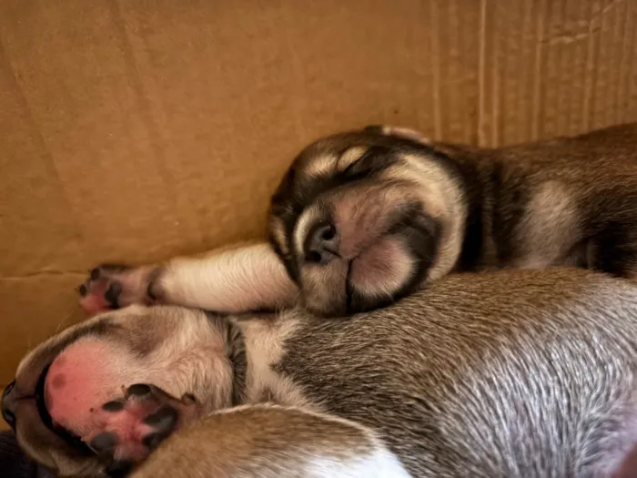 Cachorro raça SRD-ViraLata idade Abaixo de 2 meses nome Sem Nome