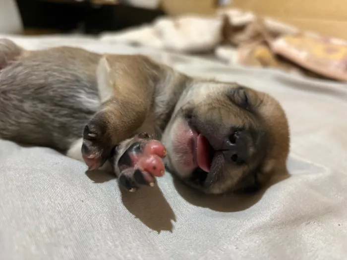Cachorro raça SRD-ViraLata idade Abaixo de 2 meses nome Sem Nome
