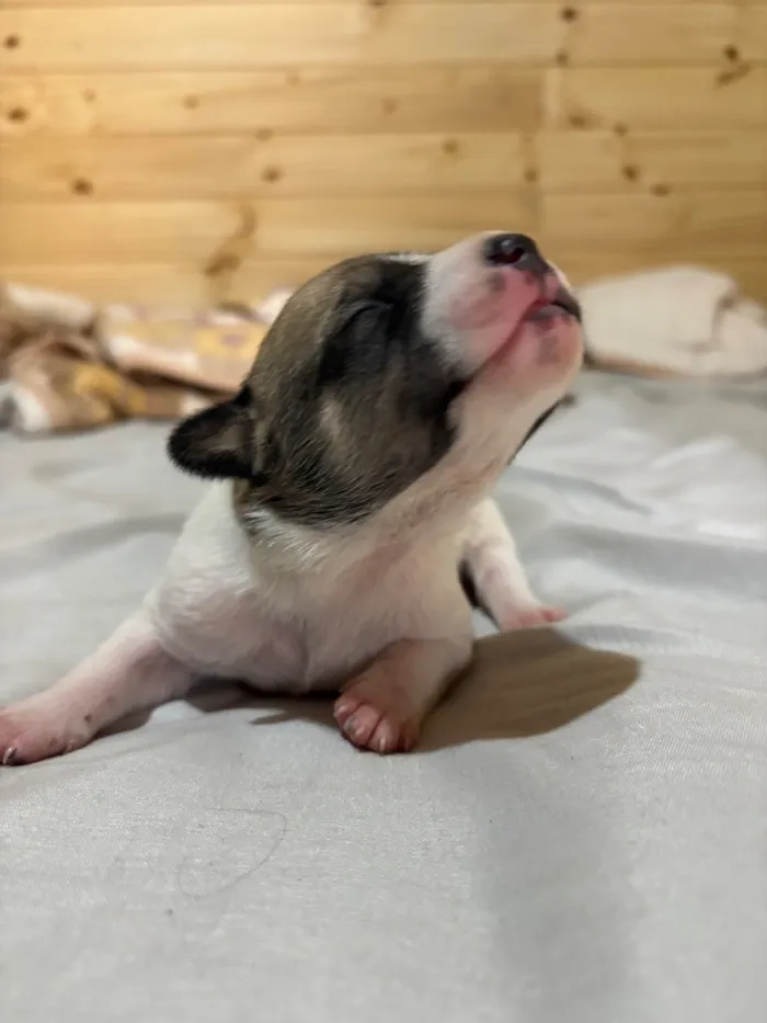 Cachorro raça SRD-ViraLata idade Abaixo de 2 meses nome Sem Nome