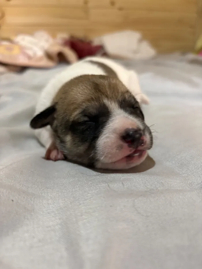 Cachorro raça SRD-ViraLata idade Abaixo de 2 meses nome Sem Nome