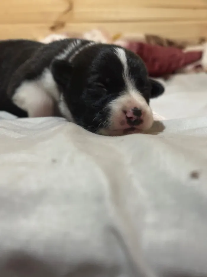 Cachorro raça SRD-ViraLata idade Abaixo de 2 meses nome Sem Nome