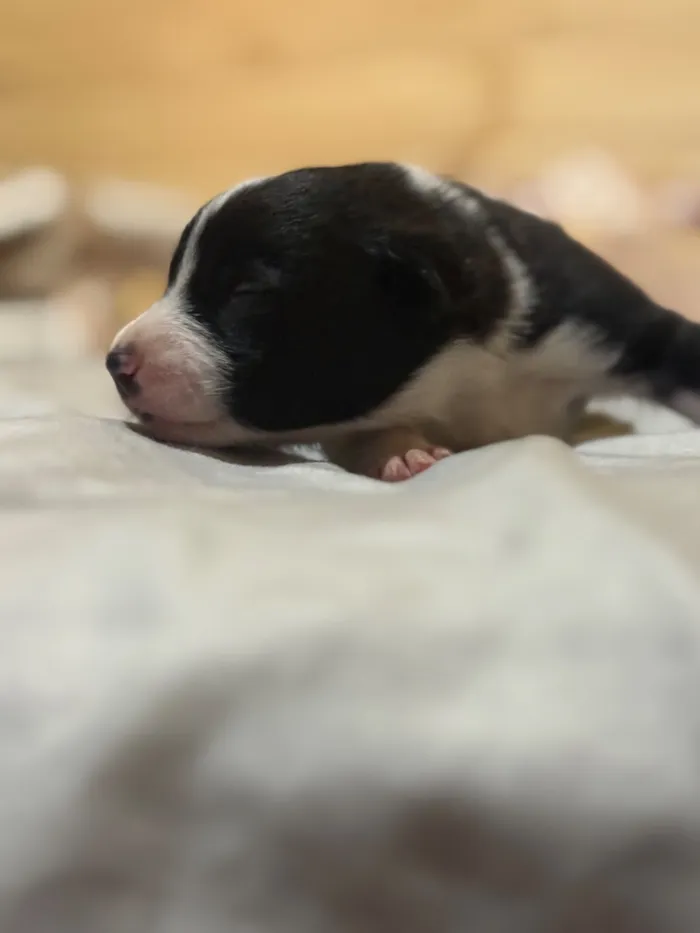 Cachorro raça SRD-ViraLata idade Abaixo de 2 meses nome Sem Nome