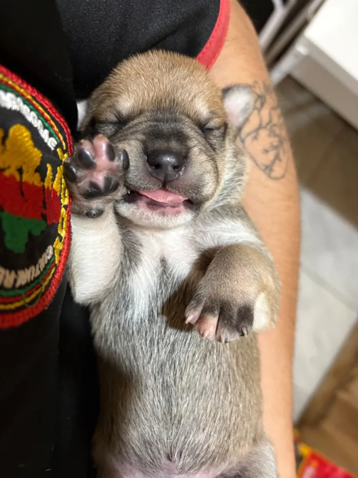 Cachorro raça SRD-ViraLata idade Abaixo de 2 meses nome Sem Nome