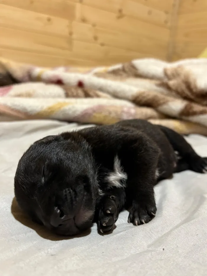 Cachorro raça SRD-ViraLata idade Abaixo de 2 meses nome Sem Nome