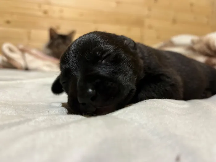 Cachorro raça SRD-ViraLata idade Abaixo de 2 meses nome Sem Nome
