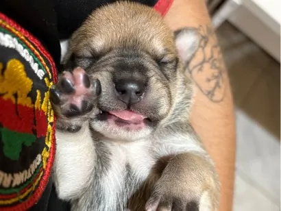Cachorro raça SRD-ViraLata idade Abaixo de 2 meses nome Sem Nome