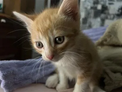 Gato raça SRD-ViraLata idade 2 a 6 meses nome Sakura